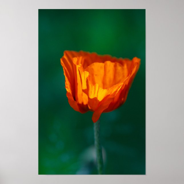 Red Poppy Poster (Frente)