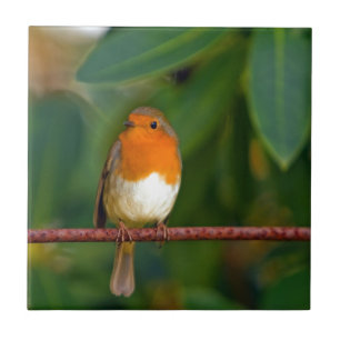 Red ROBIN