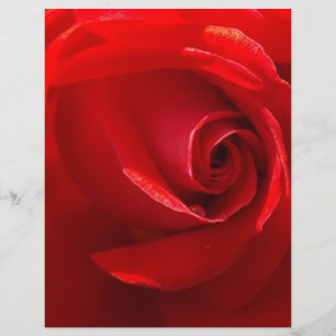 Red-Rosa-3.jpg