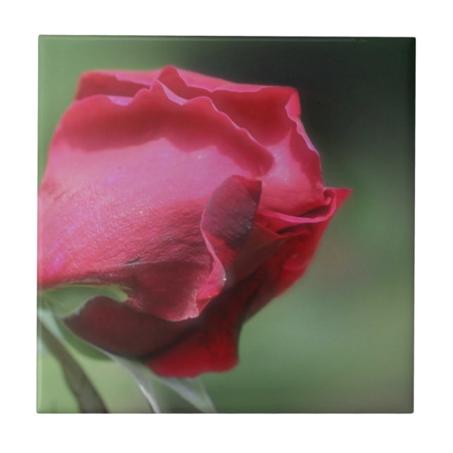 Red Rosebud Flower Nature (Frente)