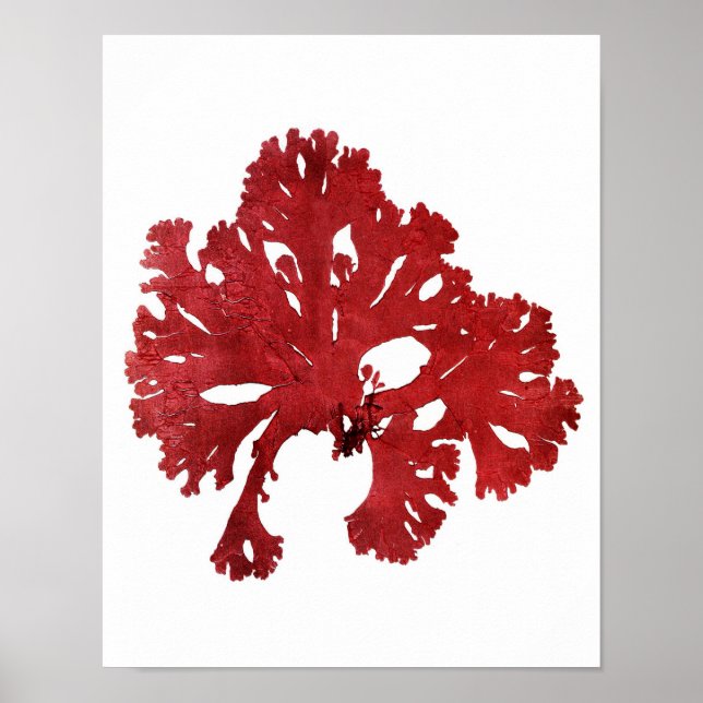 Red Seaweed Art Impressão No.9 Beach Decor (Frente)