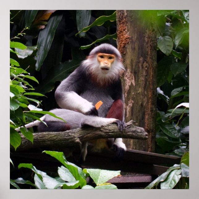Red Shanked Douc Langur Monkey Poster (Frente)