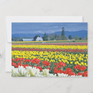 Red Skagit Valley, Mount Rainier, Washington, EUA