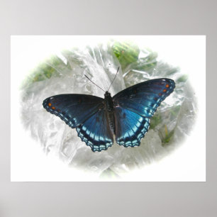 Red Spotted Purple Butterfly Poster
