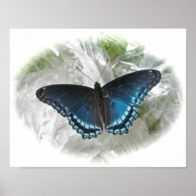 Red Spotted Purple Butterfly Poster (Frente)