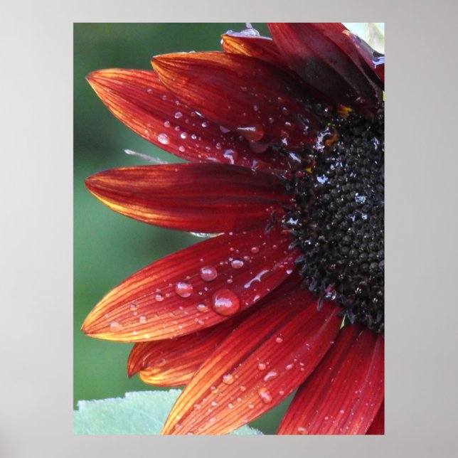 Red Sunflower Poster (Frente)