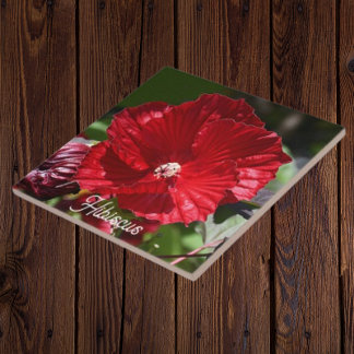 Red Swamp Hibiscus Bloom Floral
