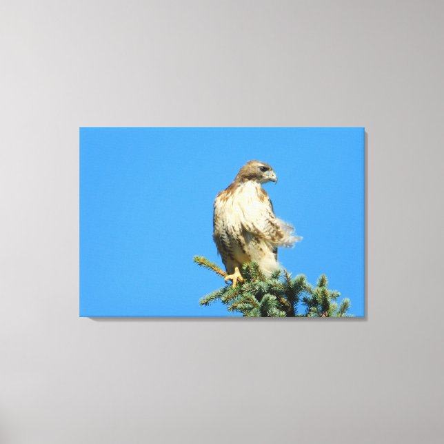 Red Tailed Hawk Free na Canvas do Vento (Frente)