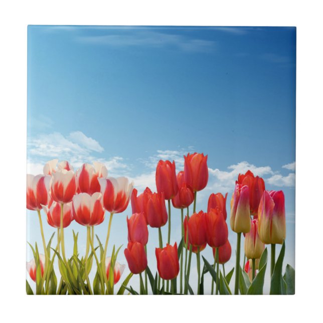 Red Tulip Flowers (Frente)
