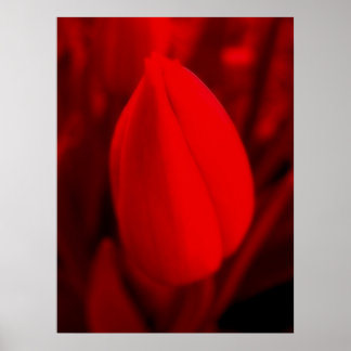 RED TULIP Poster