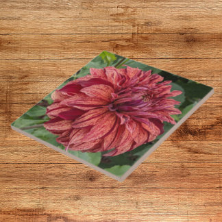 Red Varieged Dahlia Bloom Floral