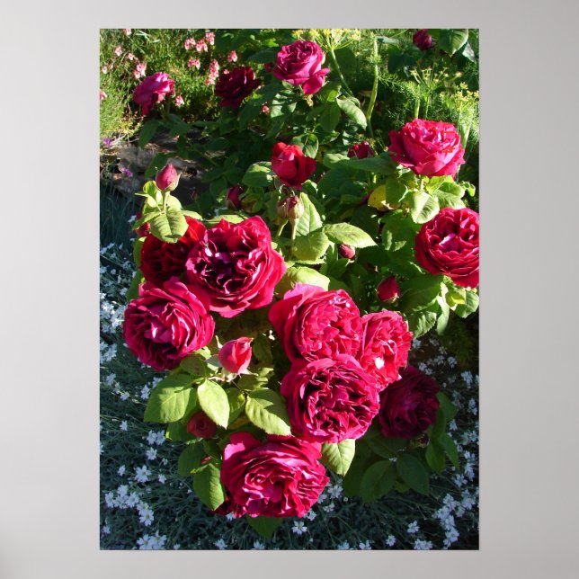 Red Vintage Rosa Nature Garden Poster (Frente)