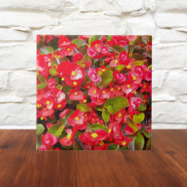Red Wax Begonias Floral