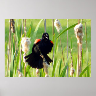 Red Wing Blackbird na Reeds Poster