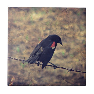 Red Winged Blackbird