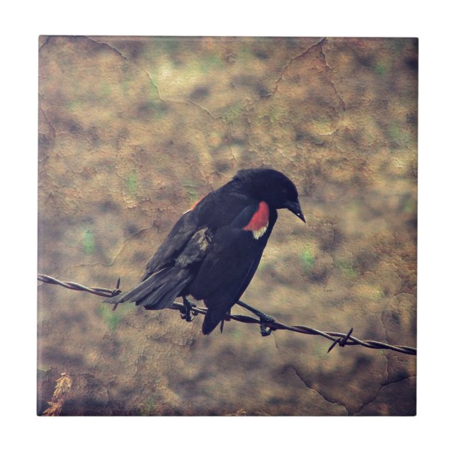 Red Winged Blackbird (Frente)