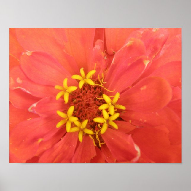 Red Zinnia Macro Impressão (Frente)
