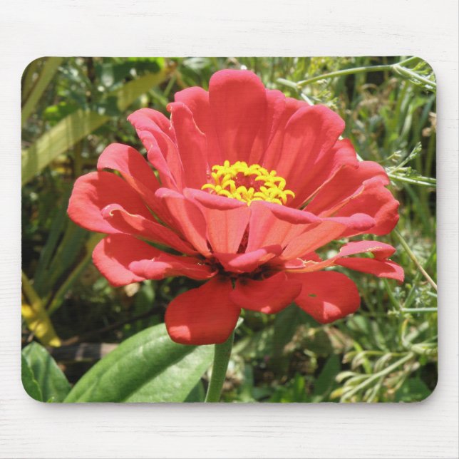 Red Zinnia Mousepad (Frente)