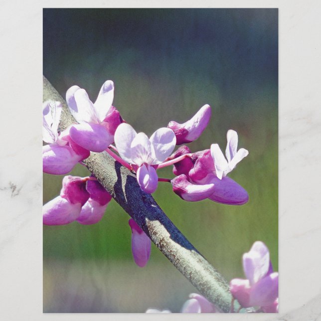 RedBud (Frente)