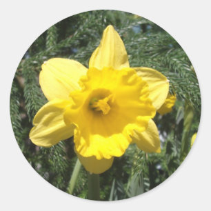 Redondo Adesivo Amarelo Daffodil