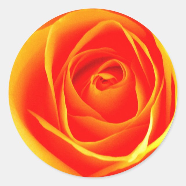 Redondo Adesivo amarelo/Rosa vermelha (Frente)