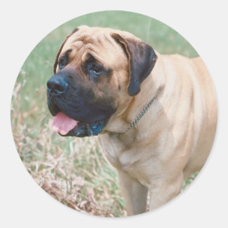 Redondo Adesivo Bullmastiff