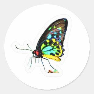 Redondo Adesivo de Borboleta de Perfil Neon Artístico - S