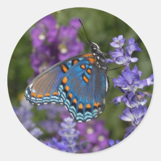 Redondo adesivo de borboleta nº 1