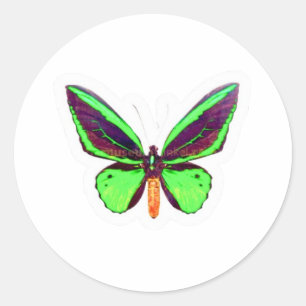 Redondo Adesivo de Borboleta Verde Lima Majestosa - Asa Co