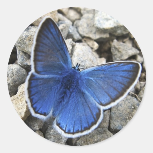 Redondo Adesivo de borboletas (Frente)