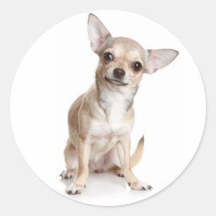 Redondo Adesivo de Cachorrinho Chihuahua Parabéns