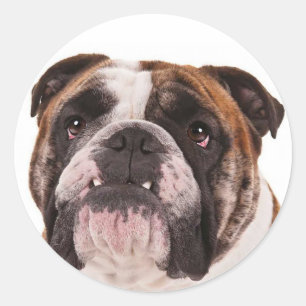 Redondo Adesivo de cachorro Bulldog Inglês