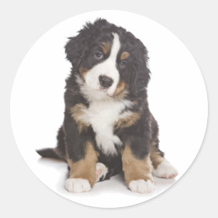 Redondo Adesivo de Cachorro de Montanha Bernesa / Selo