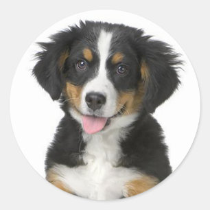 Redondo Adesivo de Cachorro de Montanha Bernesa / Selo