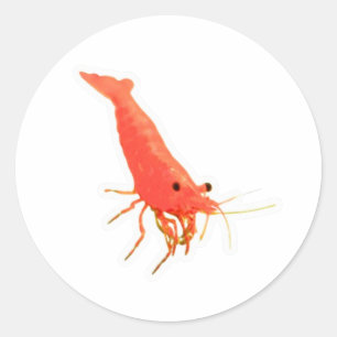 Redondo Adesivo de Camarão Cereja Vermelho Fofo, Aquário V