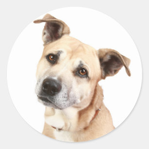Redondo Adesivo de Cão Amoroso American Staffordshire Terr