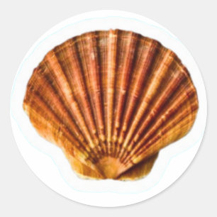 Redondo Adesivo de Concha de Laranja Vibrante, Clássico