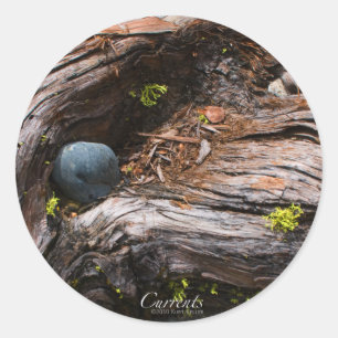 Redondo Adesivo de corrente