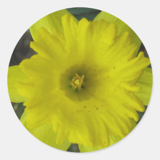Redondo adesivo de daffodil