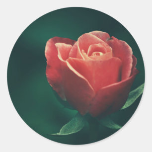 Redondo Adesivo de Favor de Casamento de Flor de Rosa Verm