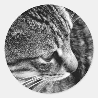 Redondo Adesivo de fotografia de gato preto e branco