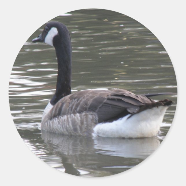 Redondo Adesivo de ganso do Canadá (Frente)