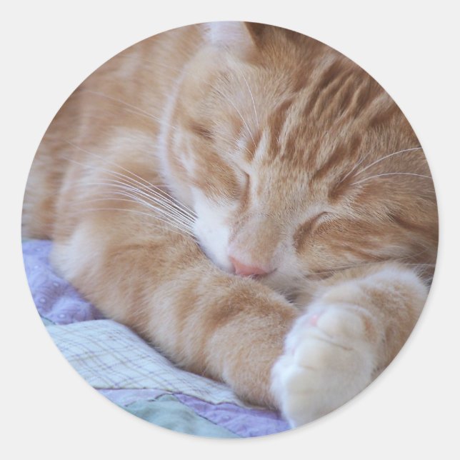 Redondo adesivo de gato-do-boi (Frente)