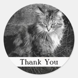 Redondo Adesivo de Gato Maine Coon Obrigado