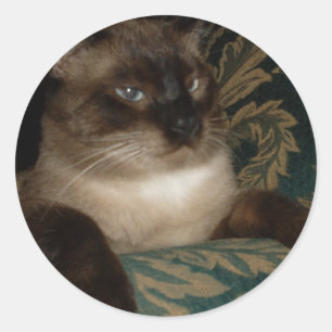 Redondo Adesivo de Gato Siamês com Rosto Emburrado