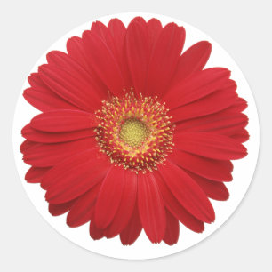Redondo Adesivo de gerbera vermelha