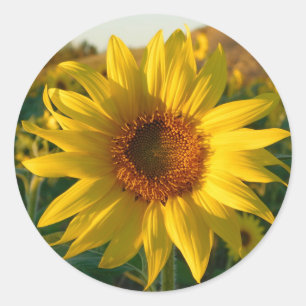 Redondo Adesivo de girassol de verão