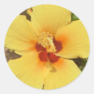 Redondo Adesivo de hibisco amarelo