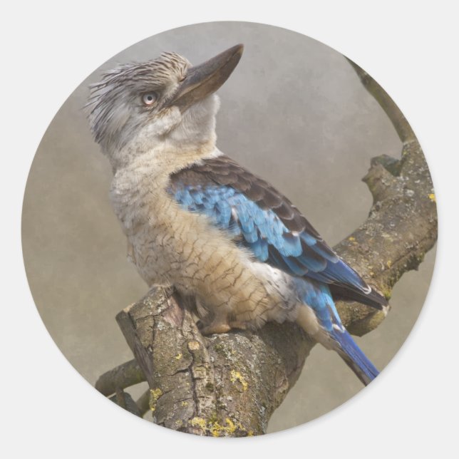 Redondo Adesivo de Kookaburra (Frente)