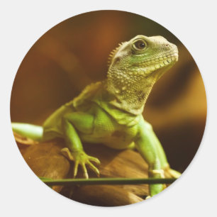 Redondo Adesivo de Lagarto Verde